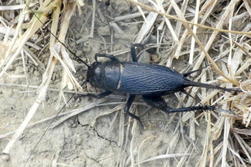 Gryllus bimaculatus